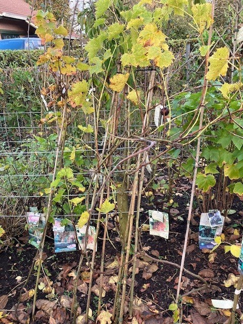 Vitis- cultivars als Muskaat of Regent, Tuin en Terras, Ophalen, Overige soorten, Struik, 100 tot 250 cm