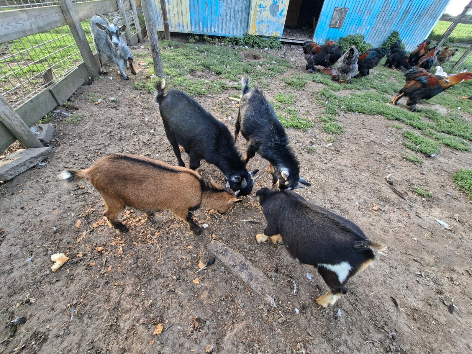 dekbokjes (dwerggeit ), Dieren en Toebehoren, Meerdere dieren, Schaap, 0 tot 2 jaar