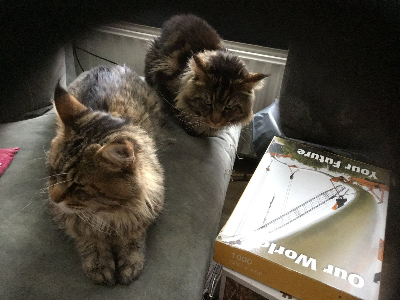 Main coon broertjes, Kater