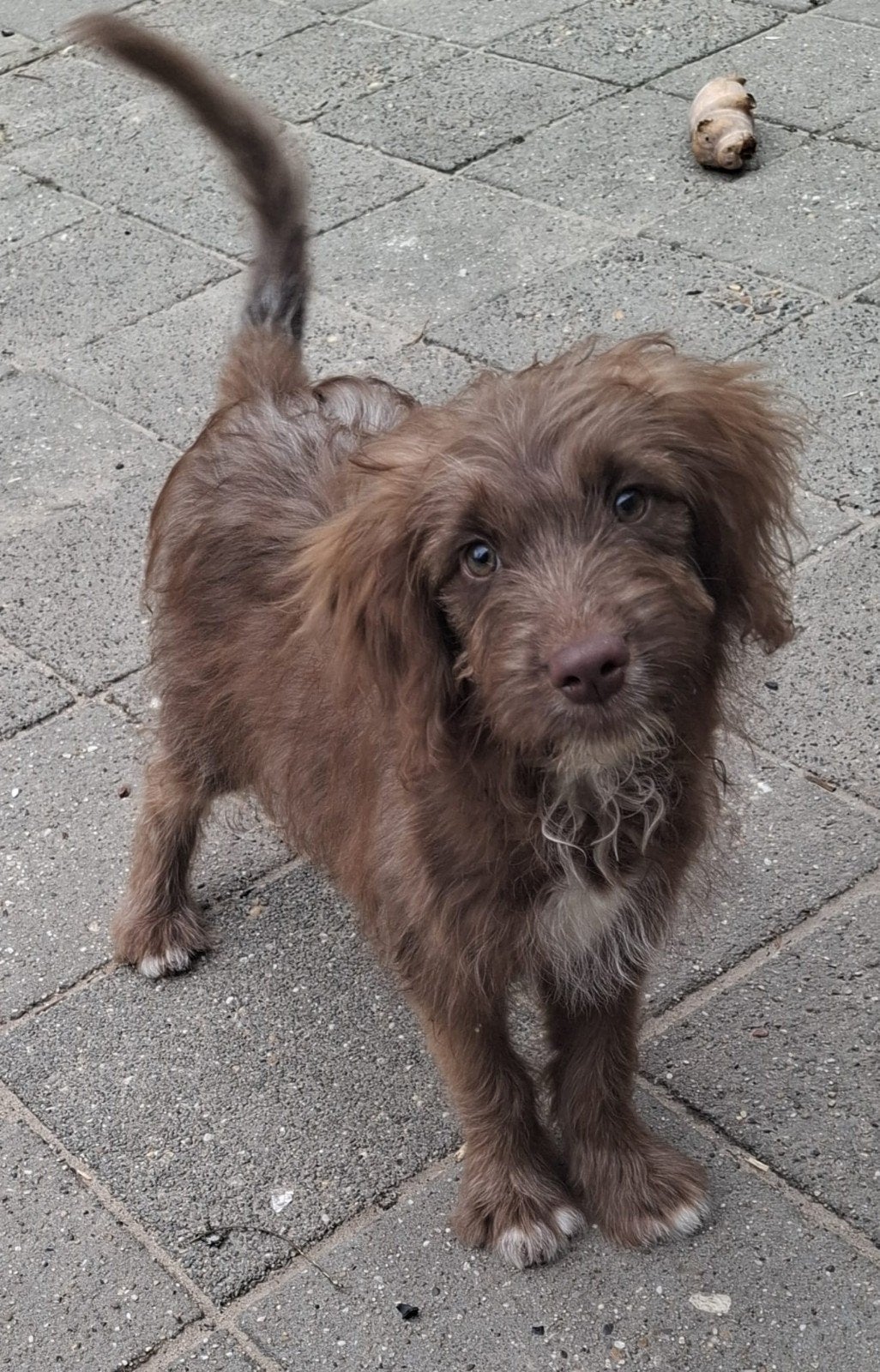 wegens annulering te koop lieve Australian labradoodle puppy, Dieren en Toebehoren, 15 weken tot 1 jaar, Overige rassen, Teef