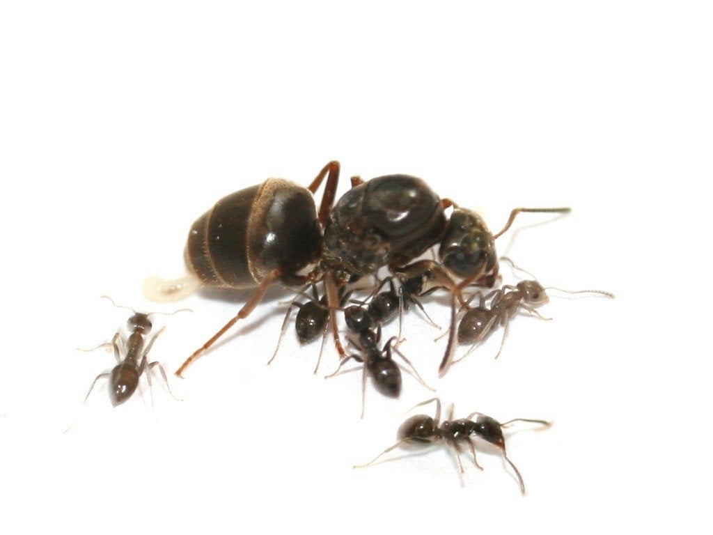 Lasius Niger Koningin met broed, Mieren