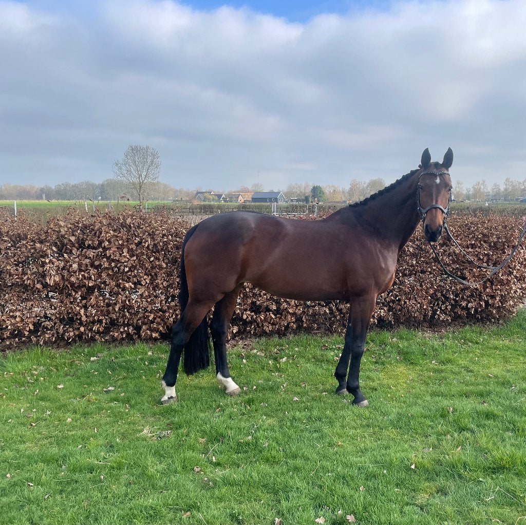 Supermooie en talentvolle elitemerrie, Dieren en Toebehoren, Merrie, M, Dressuurpaard, 11 jaar of ouder
