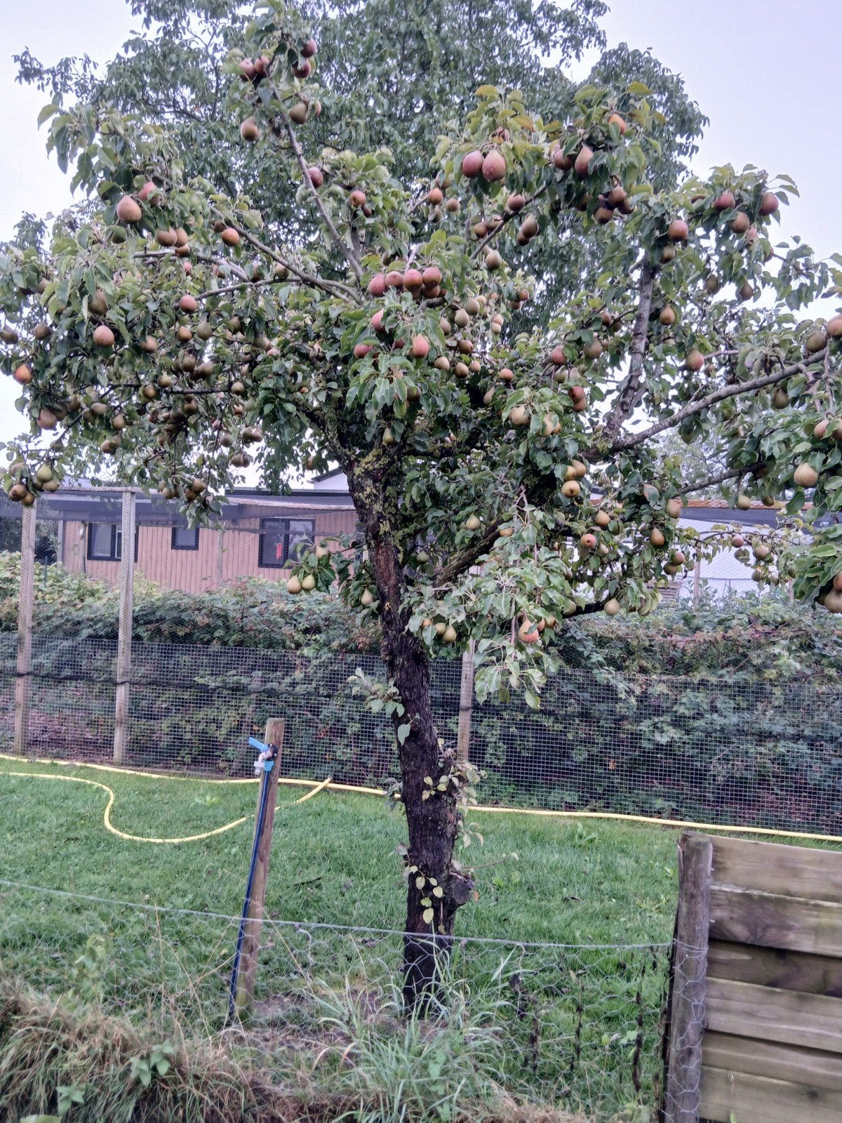 oud ras stoofpeerbomen, Ophalen, 100 tot 250 cm, Perenboom, Lente