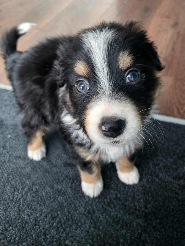 2 black tri teefjes australian shepherd, 8 tot 15 weken, Teef, Parvo, Meerdere