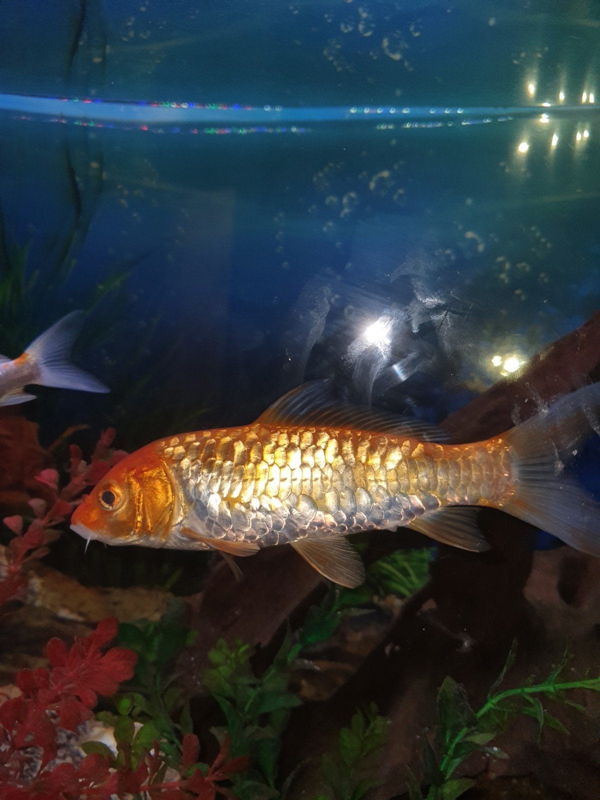 Koi vissen, Karper of Koi
