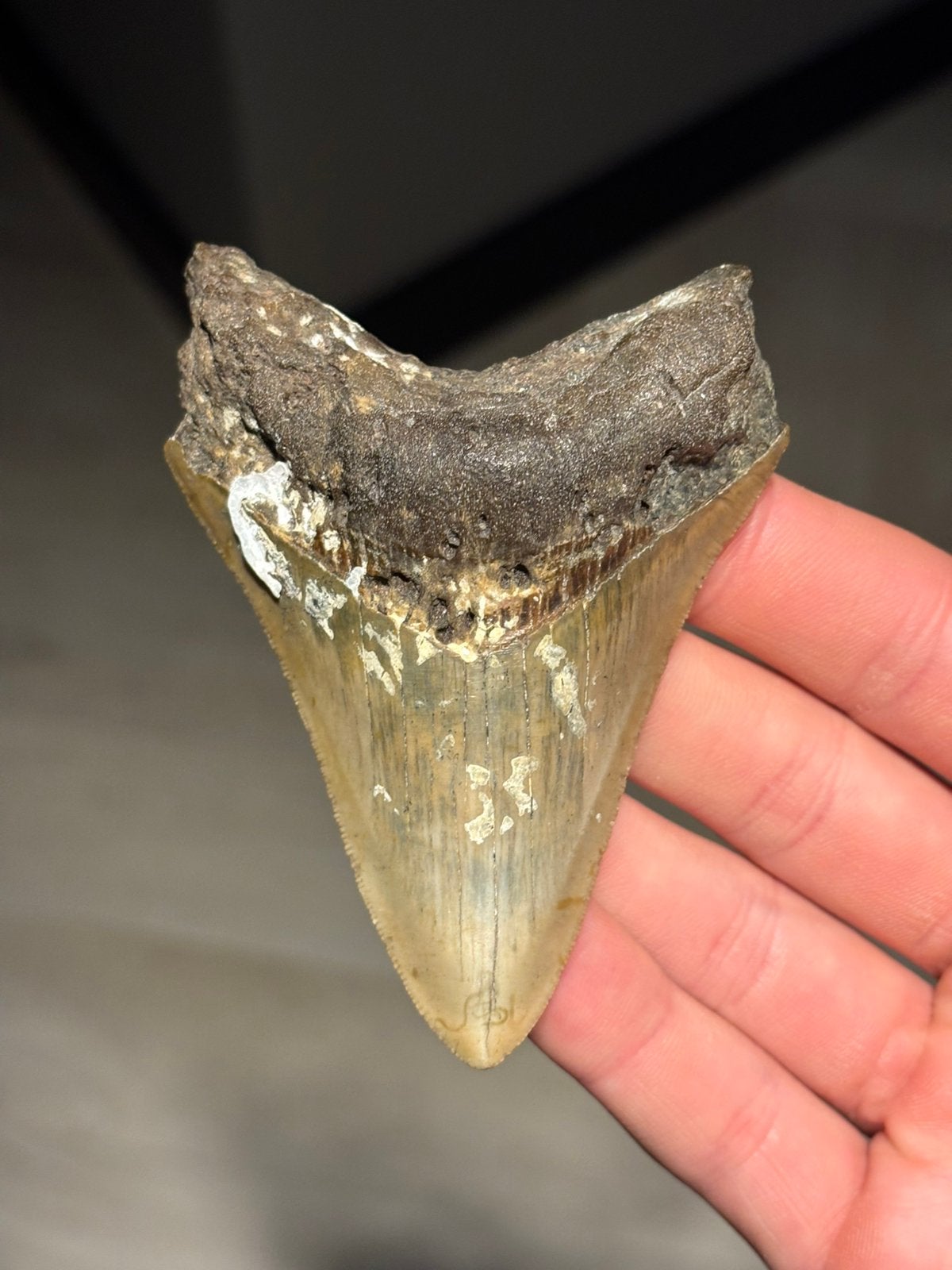 Megalodon haaientand fossiel North Carolina, Verzamelen, Ophalen of Verzenden, Fossiel