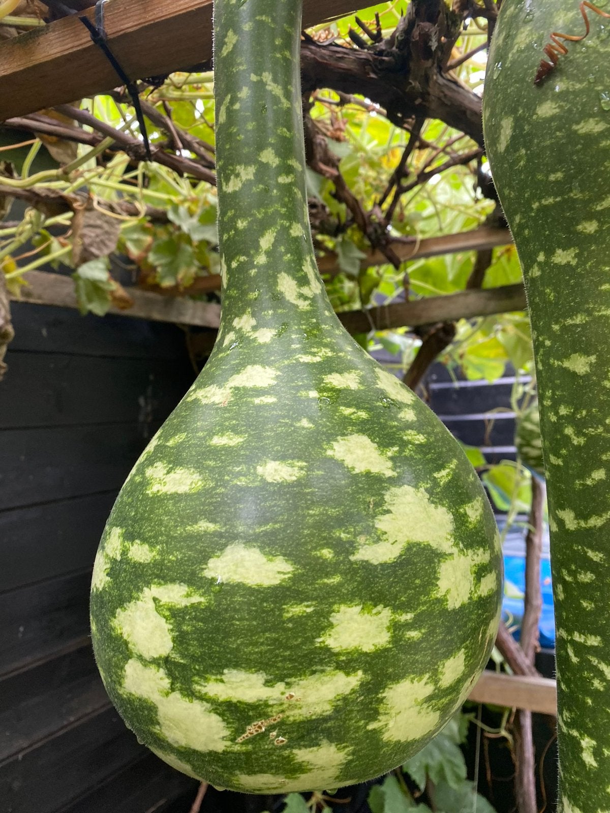 Ik zoek KALEBAS, Tuin en Terras, Ophalen of Verzenden, Zo goed als nieuw
