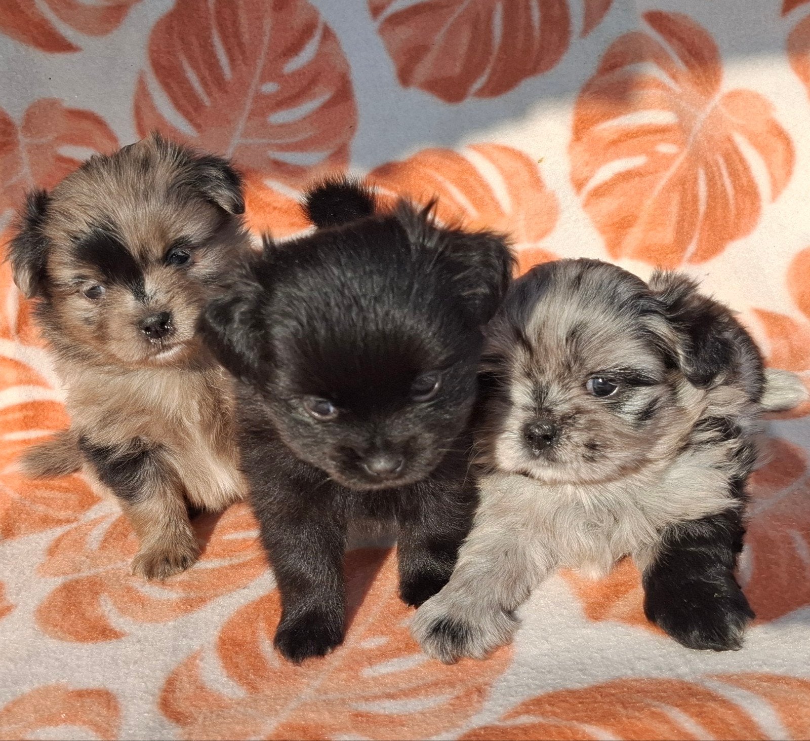 Prachtige unieke Shiranian (F1) pups (Shih Tzu x  pomeriaan), Dieren en Toebehoren, 8 tot 15 weken, Meerdere, Meerdere dieren
