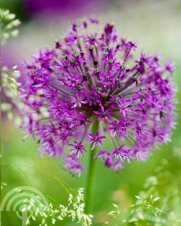 SIERUI Allium aflatunense Purple Sensation Sierui paars geur, Overige soorten, Volle zon, Vaste plant, Ophalen of Verzenden