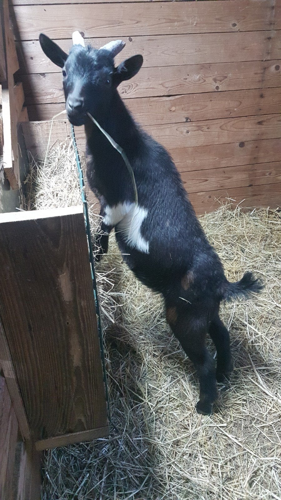 2 supermooie bokjes met UBN ideaal als dekbokje., Mannelijk, Geit, 0 tot 2 jaar