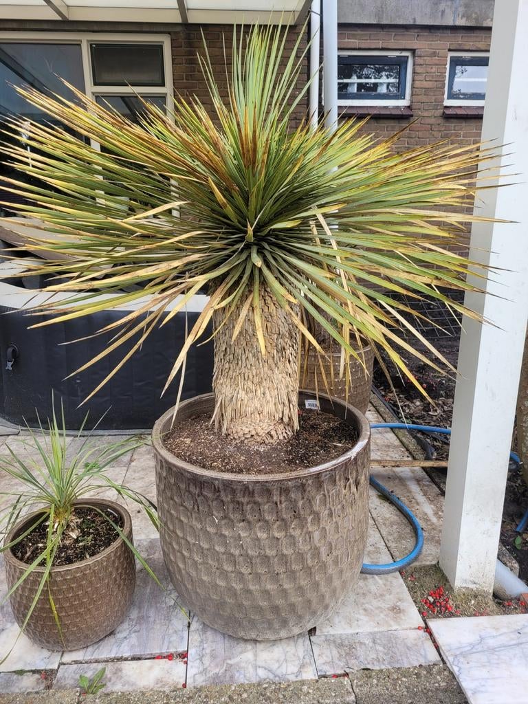 Prachtige Yucca Rostrata in grote pot, Volle zon, Vaste plant, Zomer, Ophalen