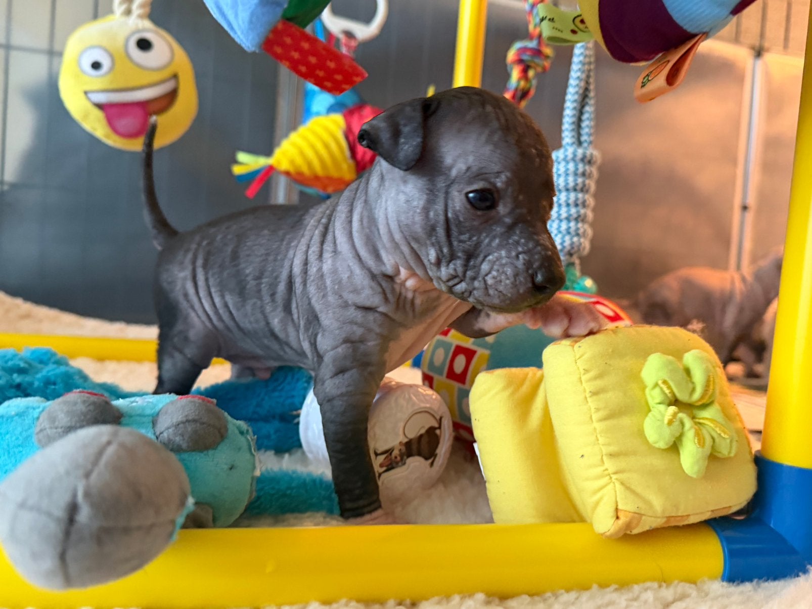 American hairless terrier / amerikaanse naakthond, Parvo, Overige rassen, 8 tot 15 weken, Meerdere