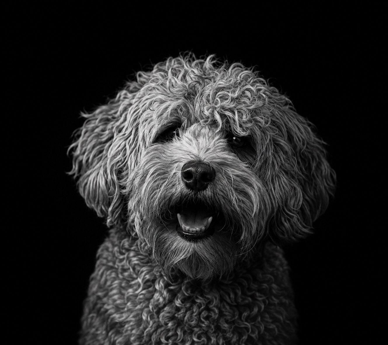 Min Australian labradoodle, Dieren en Toebehoren, Honden | Dekreuen, Parvo, Reu, Eén hond, 3 tot 5 jaar