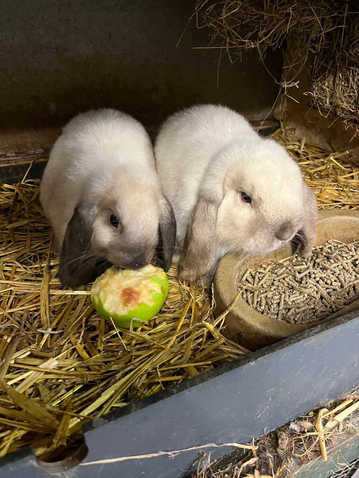 Te koop Hangoor Dwerg konijntjes, Dieren en Toebehoren, Meerdere dieren, Dwerg, Hangoor