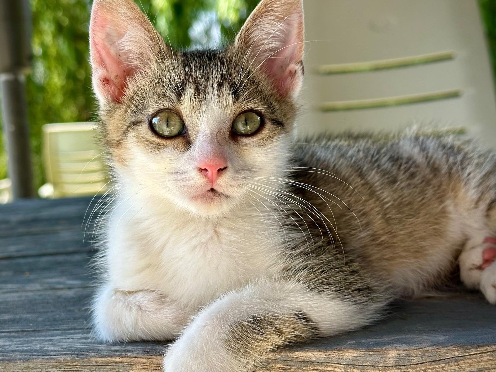 Lieve kittens te koop, Dieren en Toebehoren, Katten en Kittens | Overige Katten, Meerdere dieren, Kortharig, 0 tot 2 jaar