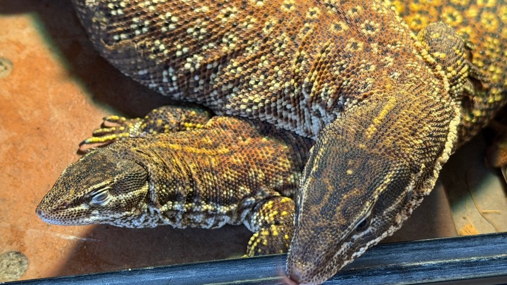 Varanus Ackies red Monitor Lizard photo 2