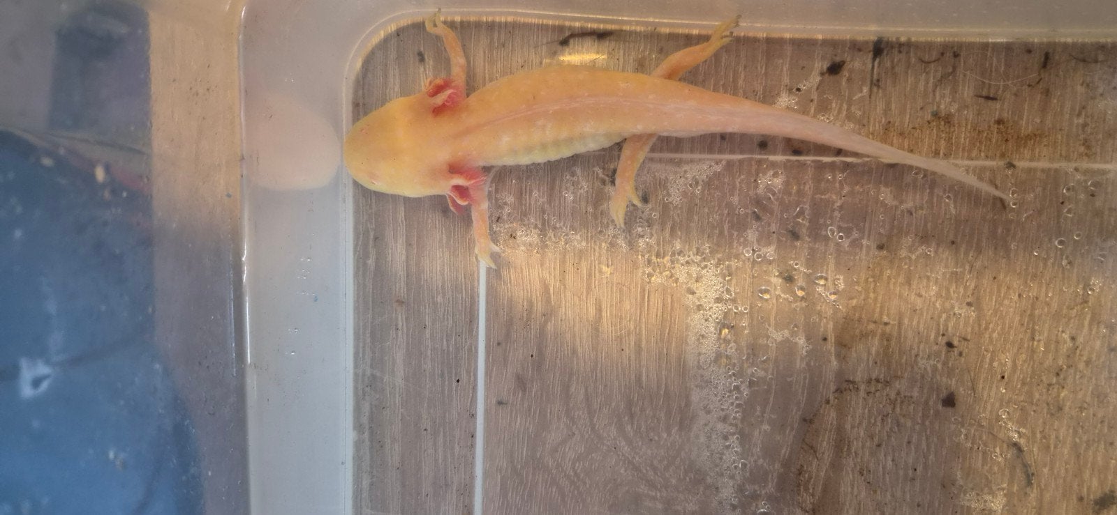 axolotls, 0 tot 2 jaar