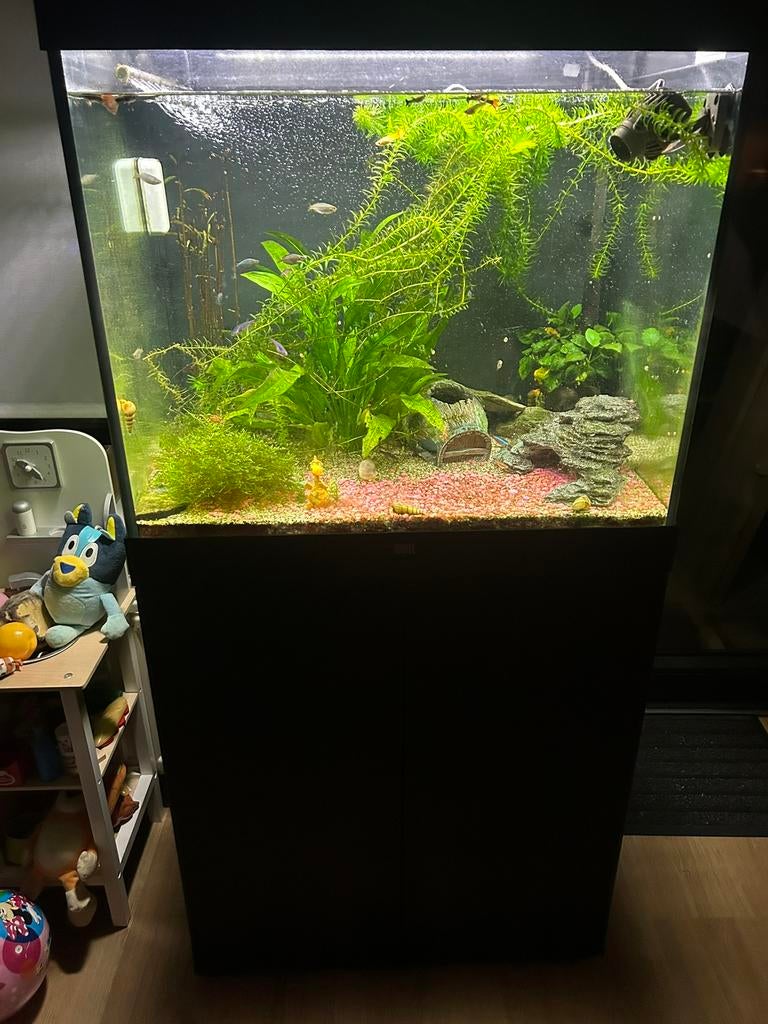 Complete aqarium, Dieren en Toebehoren, Vissen | Aquaria en Toebehoren, Ophalen, Gebruikt, Juwel, Inclusief vissen