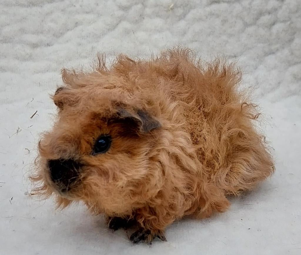 Lunkarya baby's, Maart, Meerdere dieren, Cavia