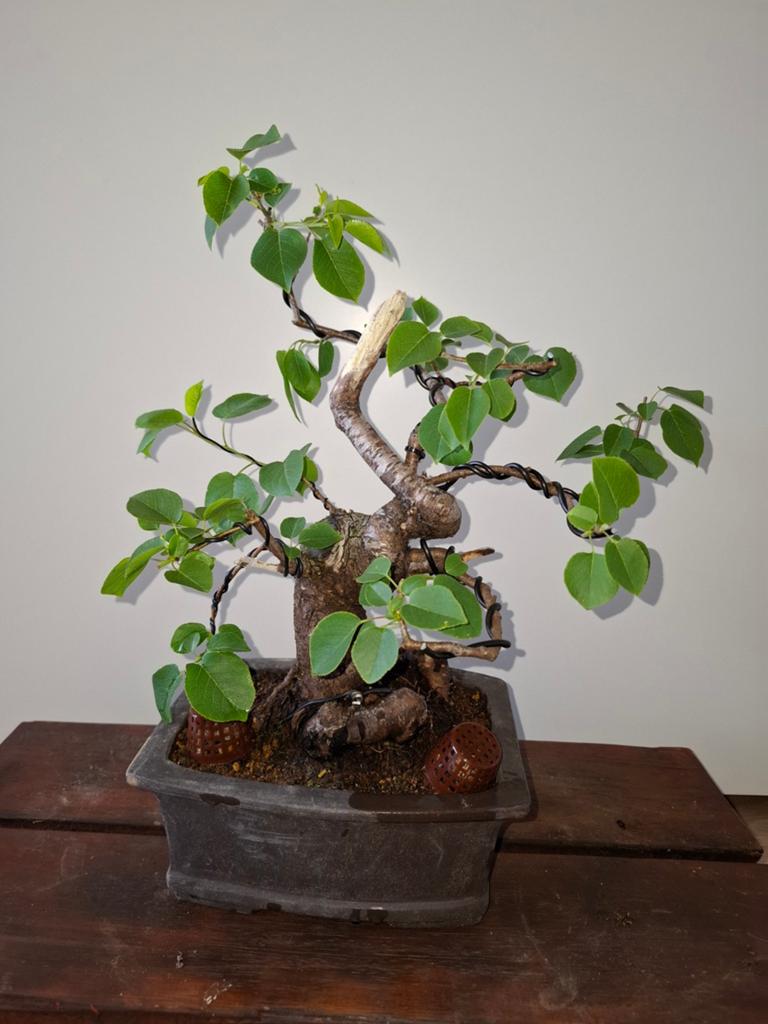 Prunus mahaleb bonsai, Bloeit niet, Halfschaduw, Minder dan 100 cm, Overige soorten