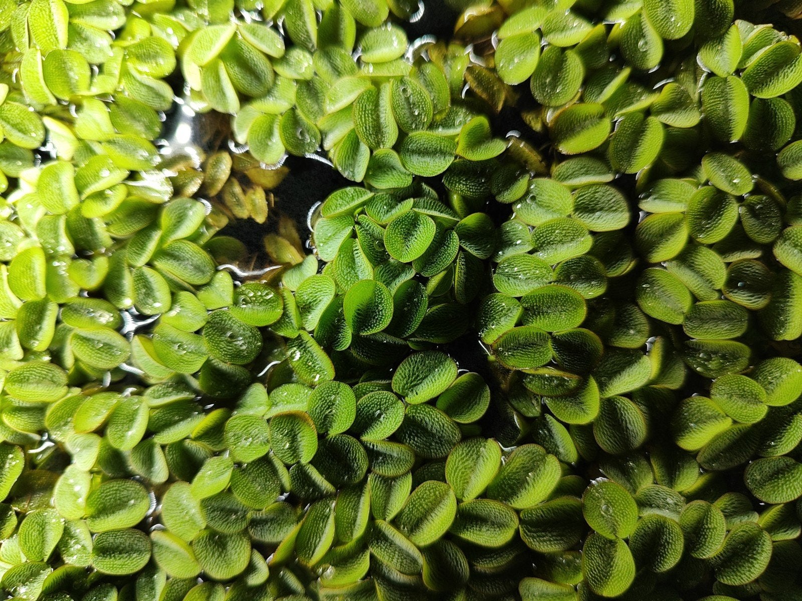 drijfplanten voor aquarium, Dieren en Toebehoren, Ophalen, Plant(en), Steen of Hout