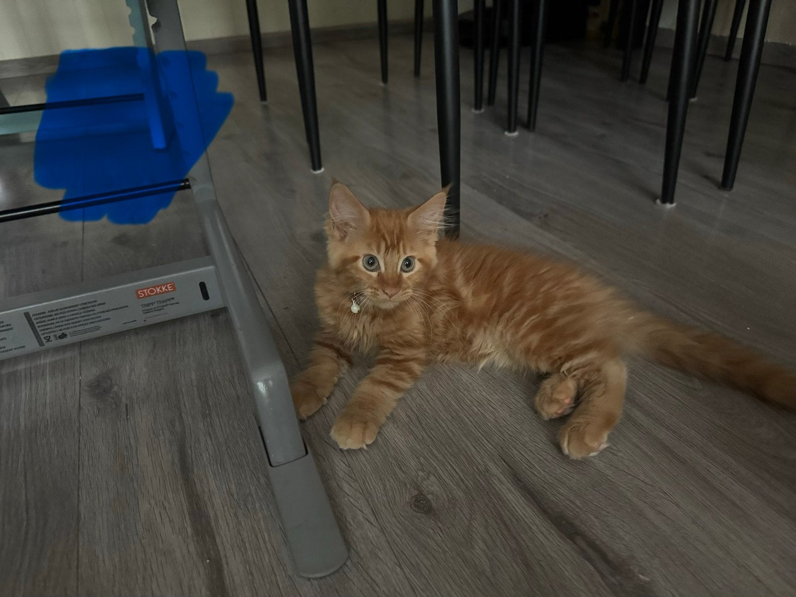 Prachtige Maine Coon kittens te koop, mogen direct verhuizen, Meerdere dieren, Gechipt, 0 tot 2 jaar