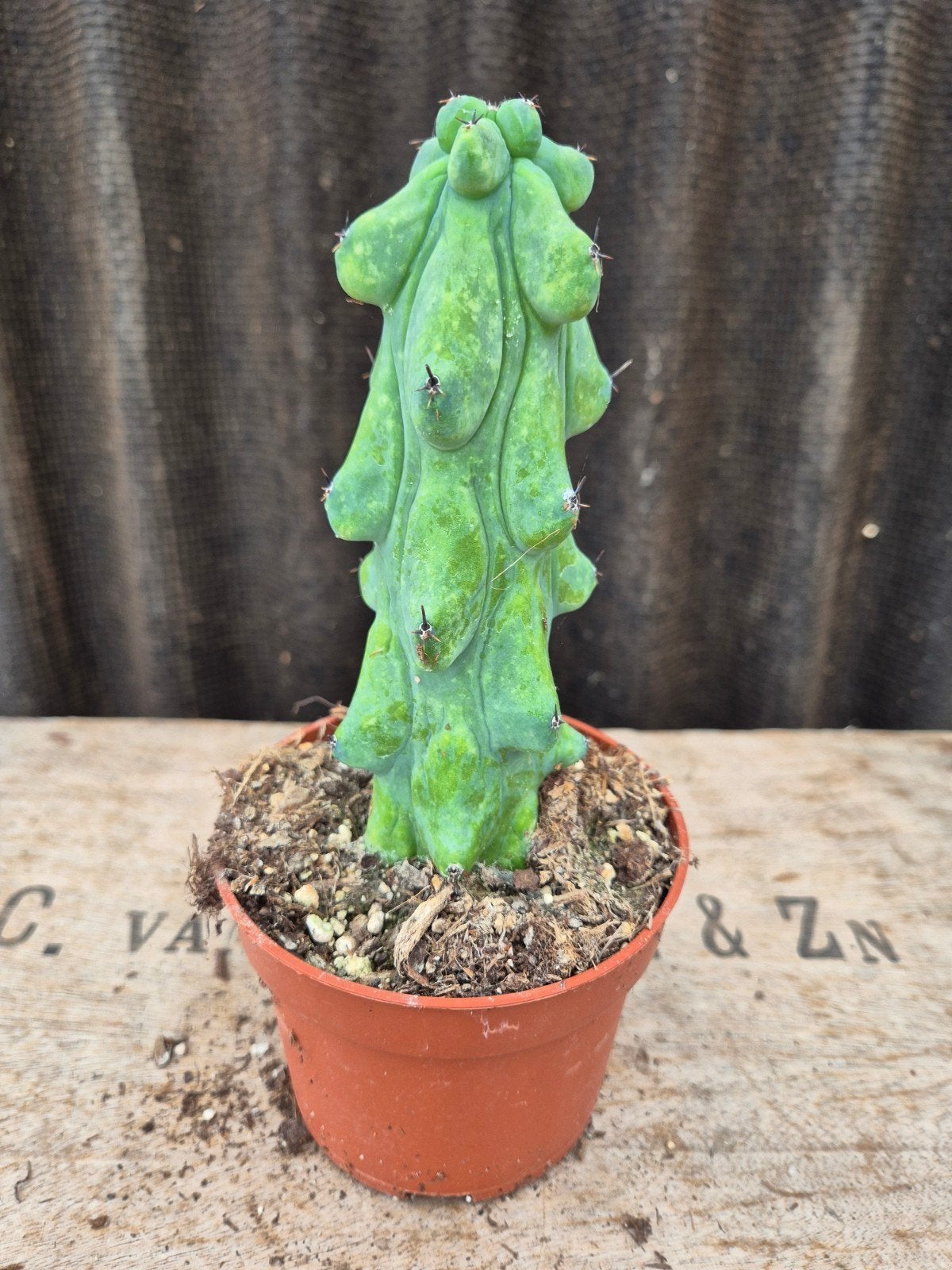 Cactus Myrtillocactus geometrizans Fukurokuryuzinboku XL (4), Huis en Inrichting, Kamerplanten, Ophalen of Verzenden, Cactus, Volle zon
