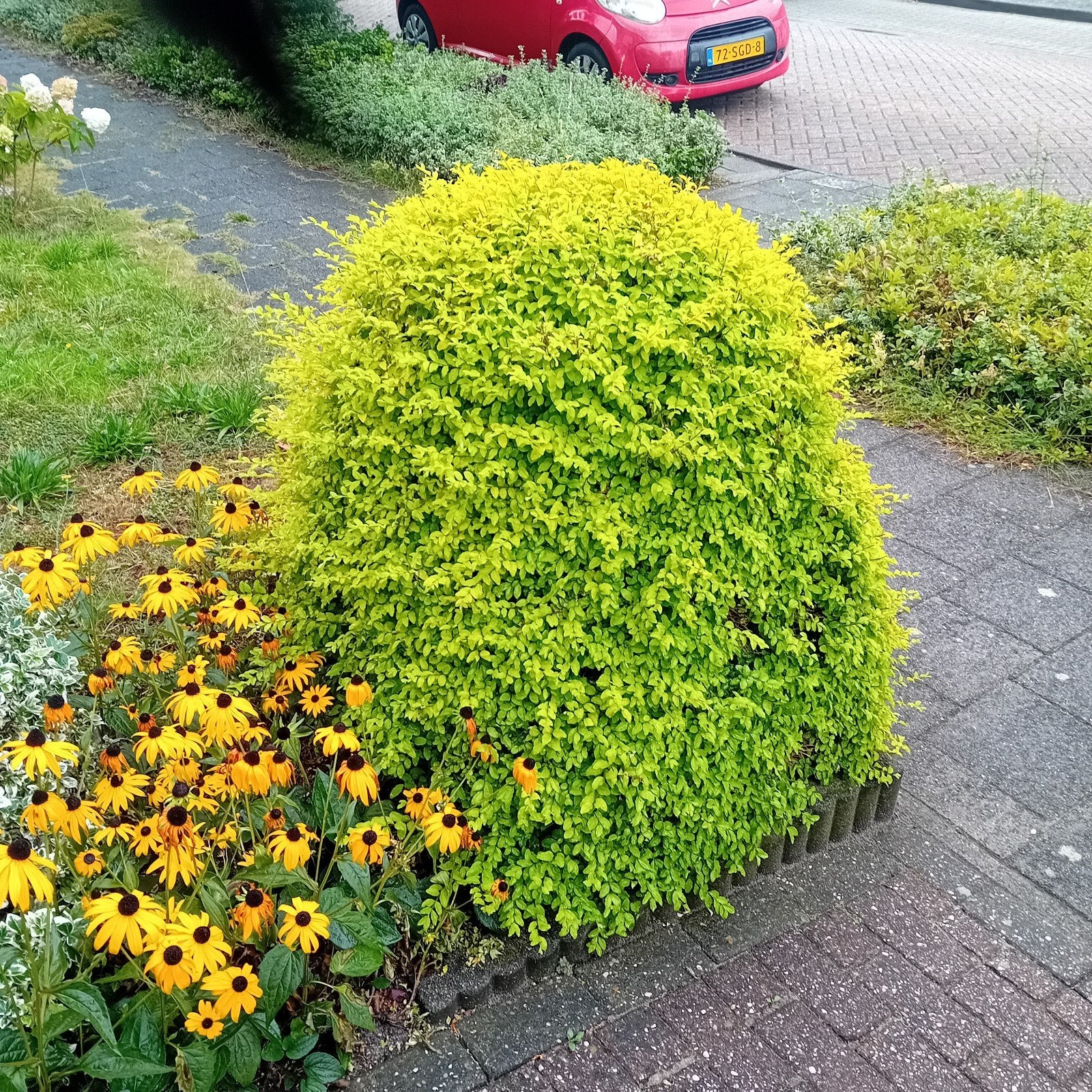 Gele zonnehoed en groene struik, Overige soorten, Volle zon, Vaste plant, Ophalen of Verzenden