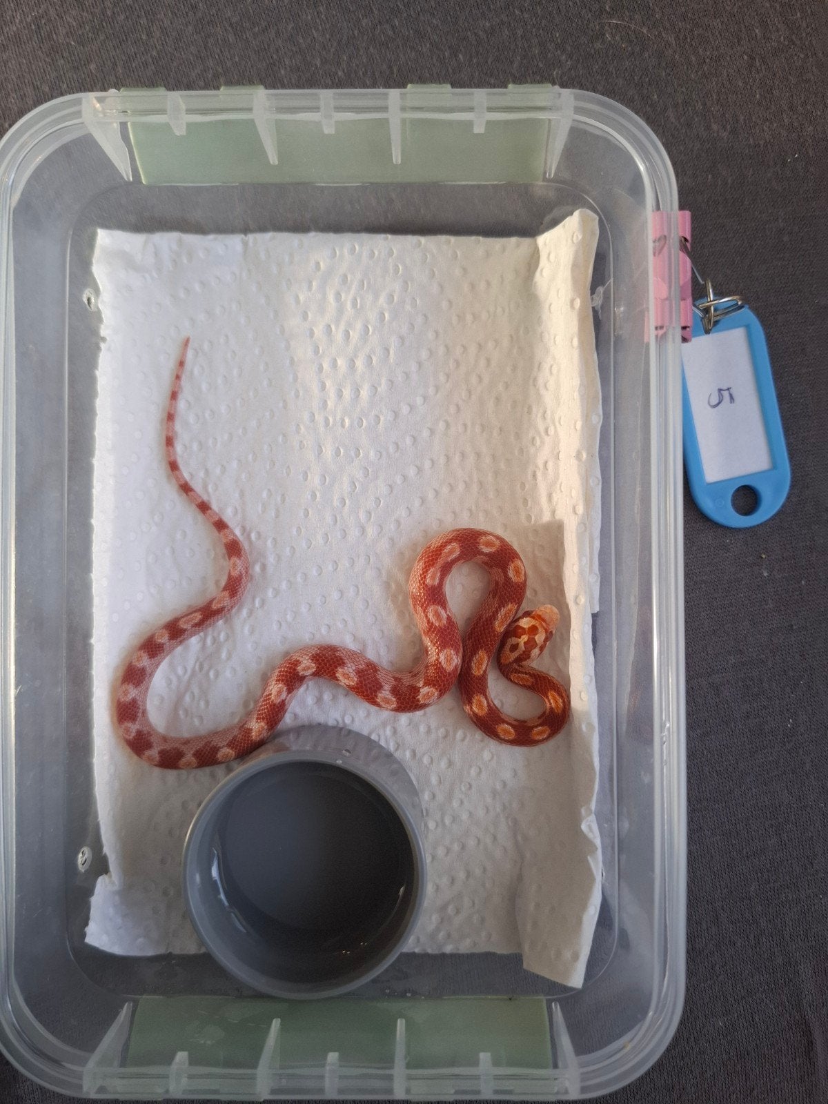 Rode rattenslangen zoeken nieuw thuis Corn Snake photo 5