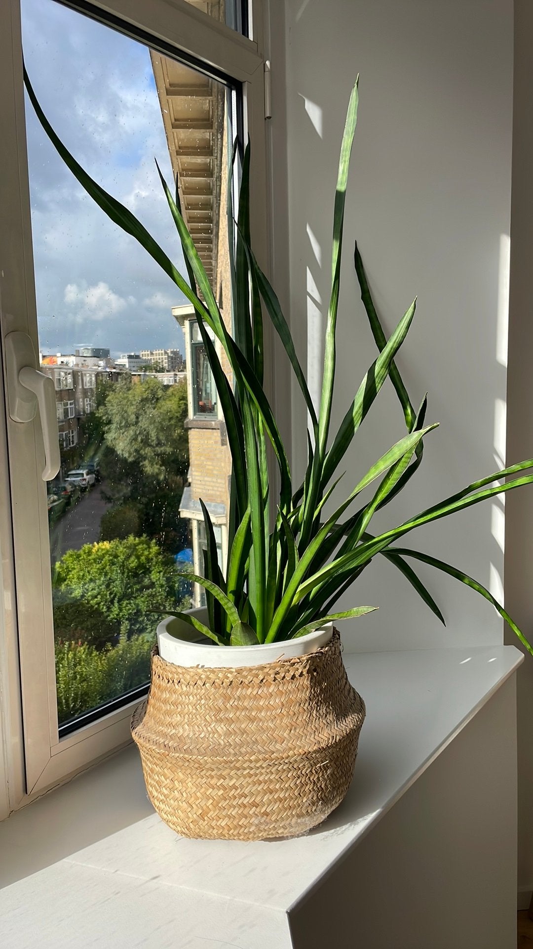 Sansevieria Cylindrica in rieten pot, Ophalen, Groen, Zo goed als nieuw, Natuurlijk materiaal