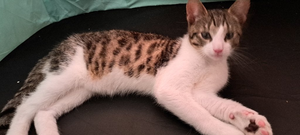 Kittens, Dieren en Toebehoren, Meerdere dieren, Kortharig, 0 tot 2 jaar