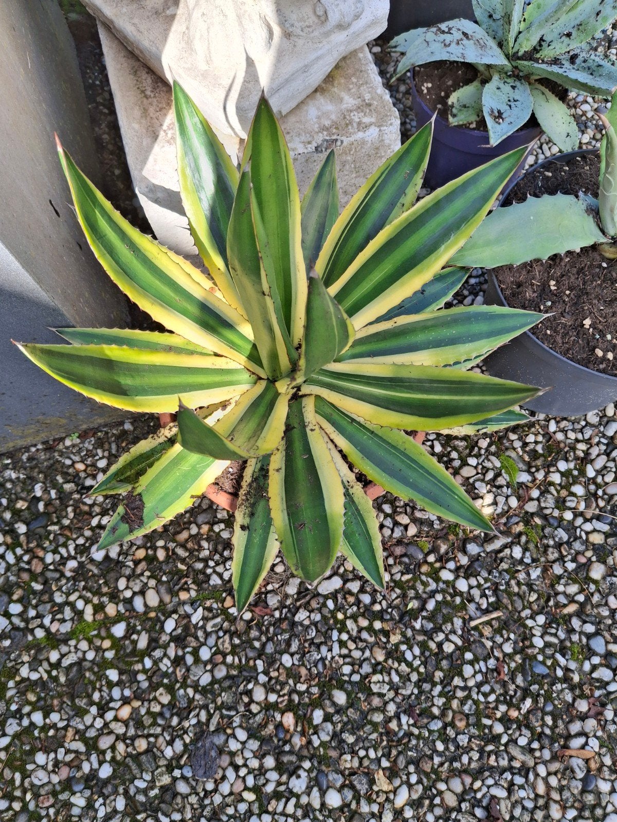 Agaves te koop, Tuin en Terras, Ophalen of Verzenden, Overige soorten, Volle zon