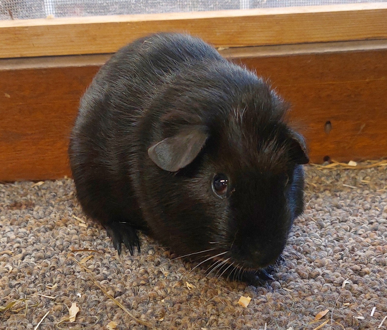 leuk jong gladhaar beertje, Juni, Mannelijk, Cavia