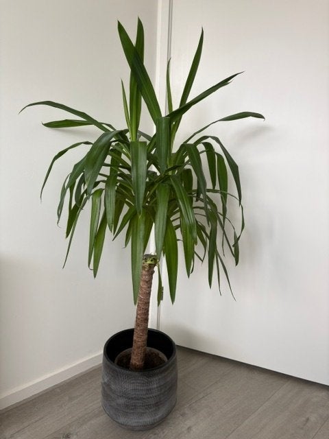 Yucca Elephantipes Kamerplant (exclusief sierpot), Ophalen, 100 tot 150 cm, Halfschaduw, Yucca