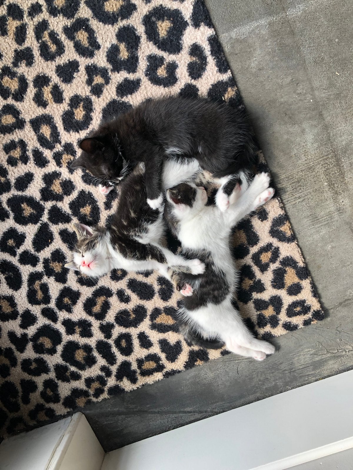 Mooie boerderij kittens te koop, Meerdere dieren