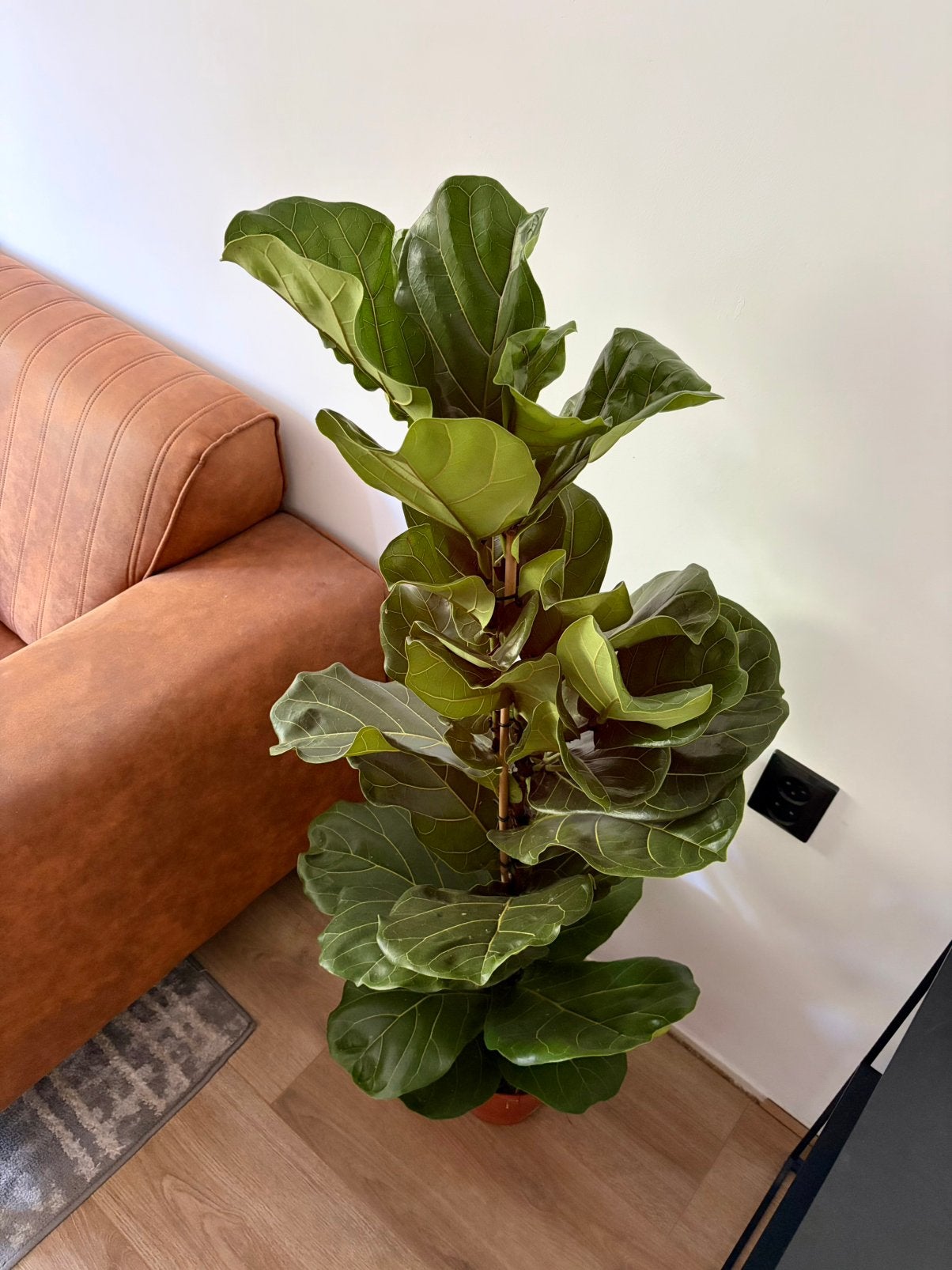 Ficus lyrata tabaksplant, Huis en Inrichting, Kamerplanten, Ophalen, Ficus, Halfschaduw