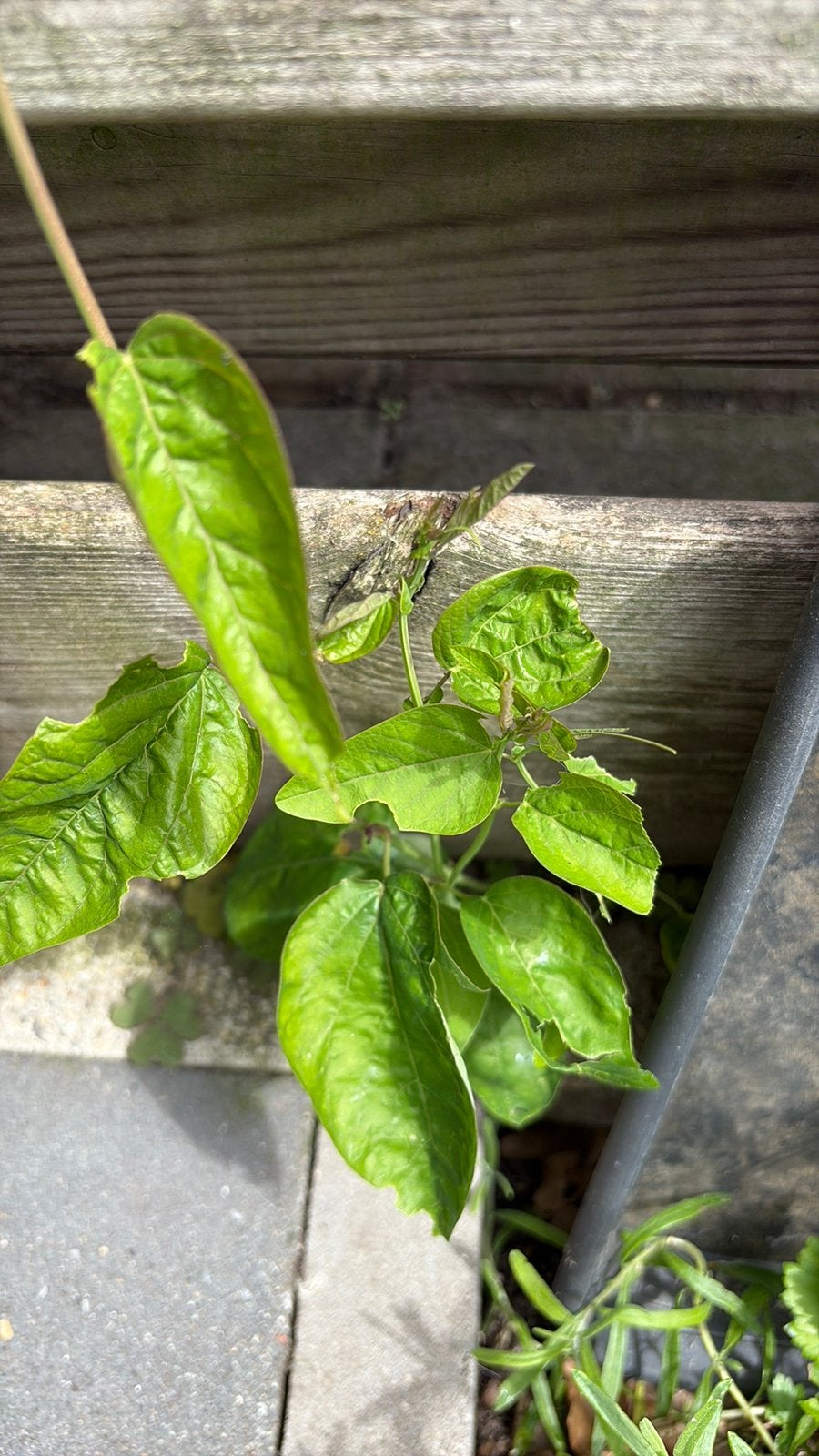 Gezocht! Iemand die tuin mijn kan frezen, Tuin en Terras, Ophalen of Verzenden, Overige soorten, Volle zon