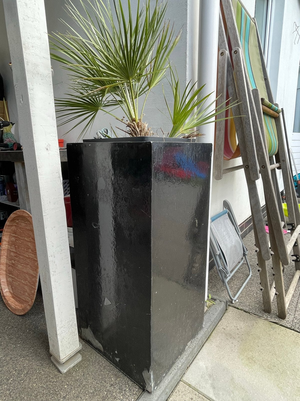 Zwarte hoge plantenbak met palmboom, Overige materialen, Gebruikt, Balkon, Minder dan 60 cm