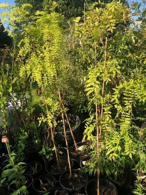Blauwe regen tuinplant , staat in de kuip meer dan 2 meter h, Ophalen, Volle zon, Vaste plant, Klimplanten