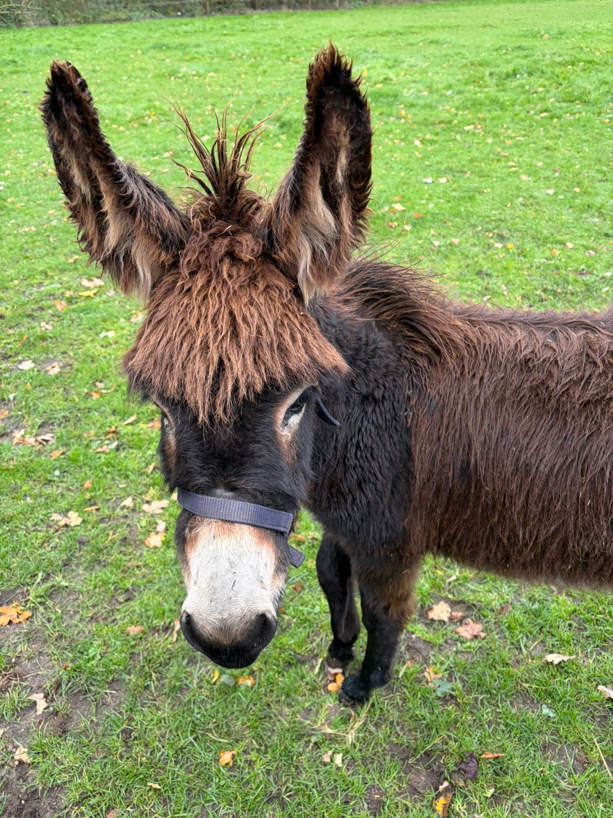 Ezel te koop!, Niet van toepassing, 0 tot 2 jaar, Hengst, A pony (tot 1.17m)