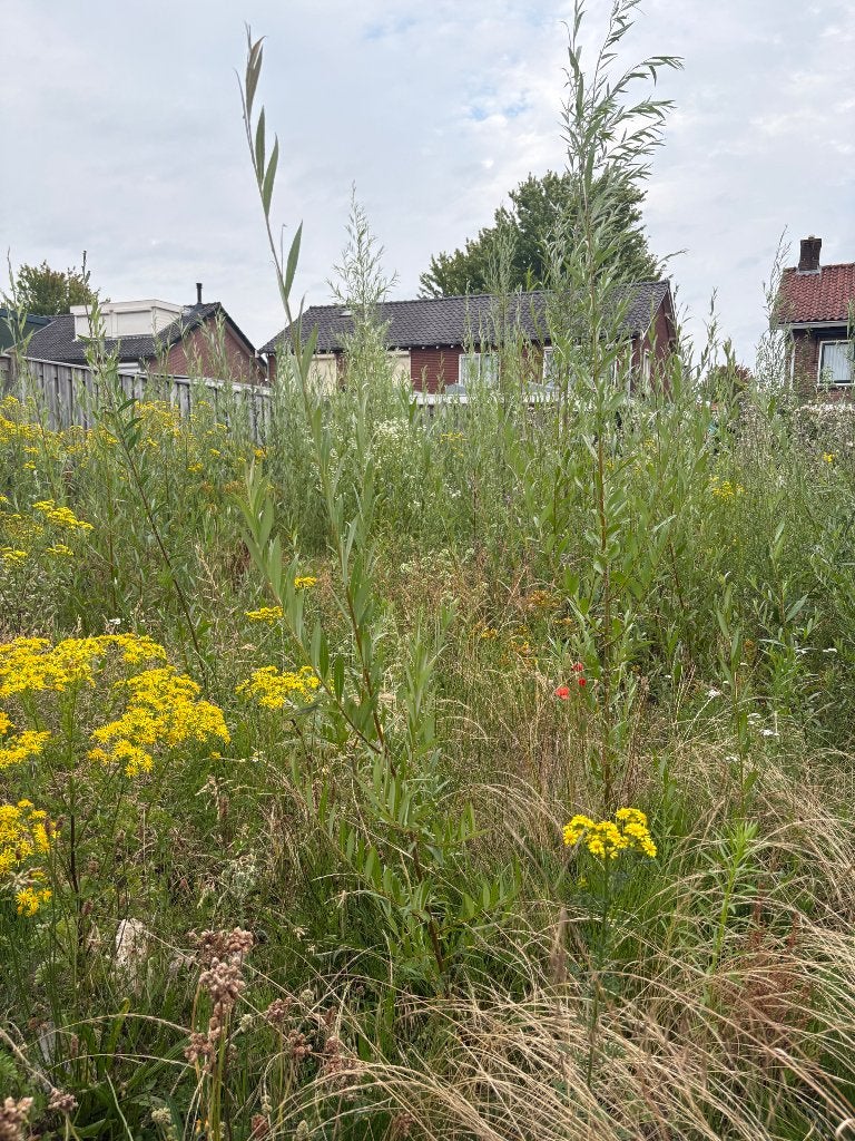 Gratis jonge wilgen - zelf uitgraven, Volle zon, Ophalen, Overige soorten, Bloeit niet
