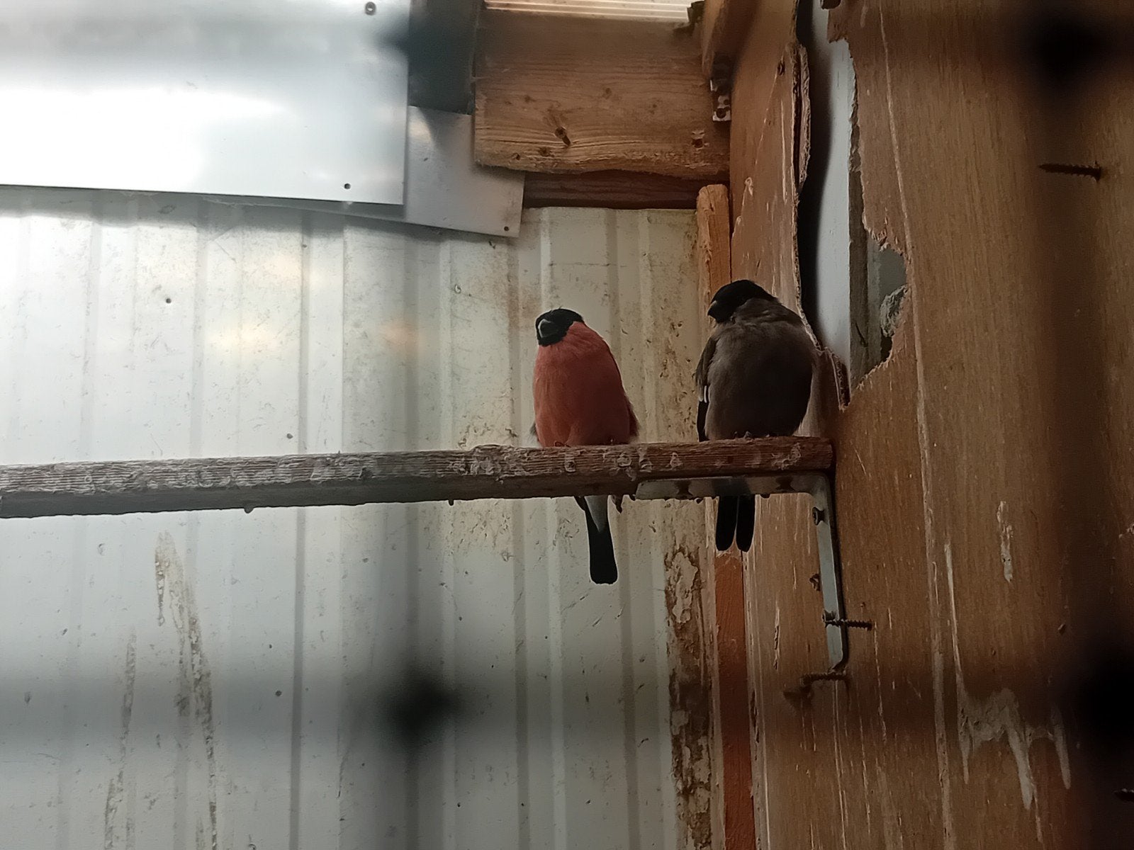GOUDVINKEN, Meerdere dieren