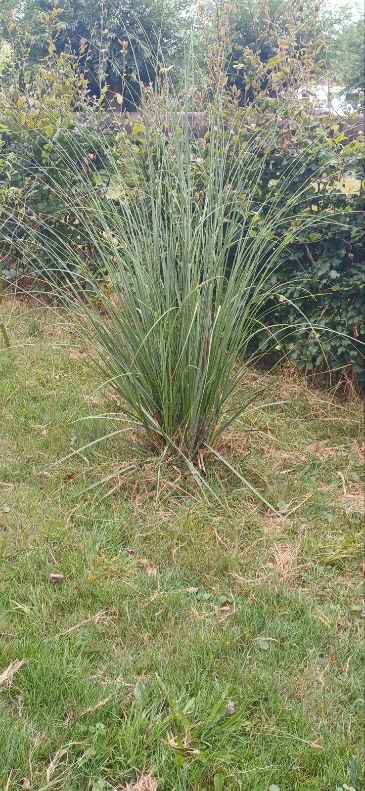 Pampasgras voor tuin of border, Ophalen, Volle zon, Vaste plant, Siergrassen