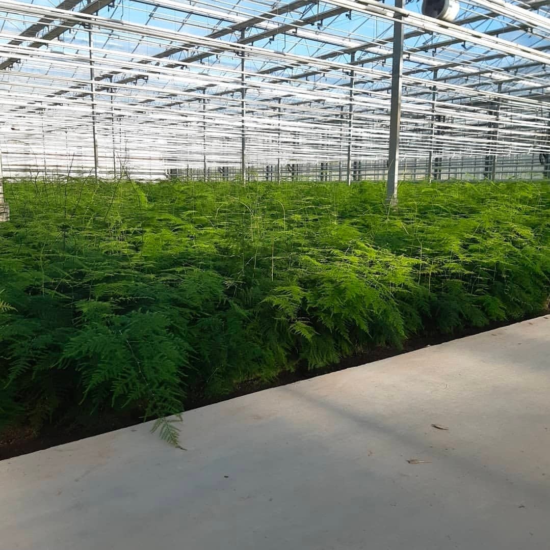 Tuinbouw medewerker!, Vacatures, Vacatures | Overige Vacatures, Starter