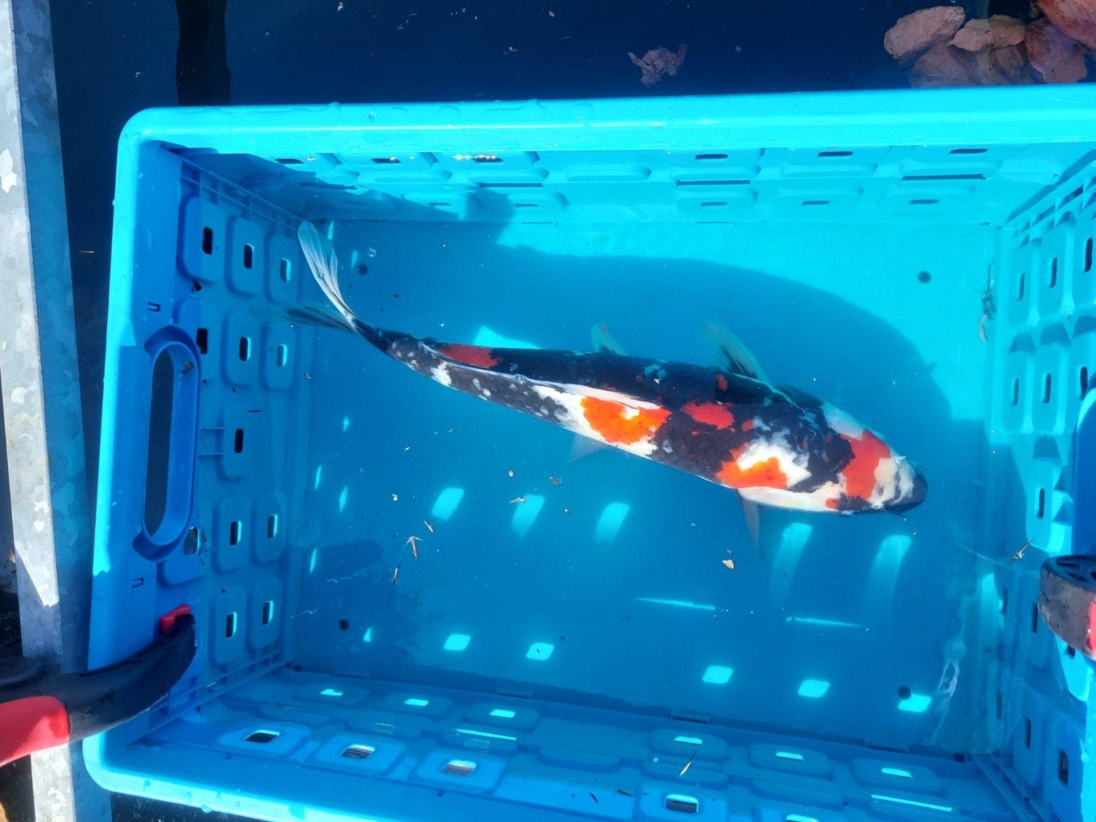 Japanse Showa koi karper, Karper of Koi