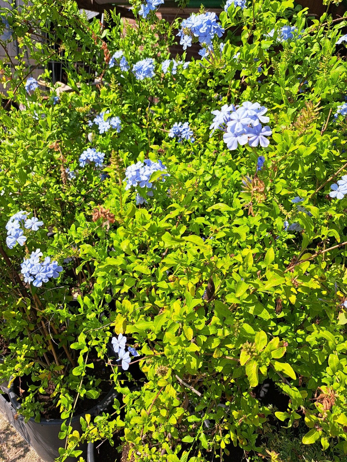 plumbago auriculata - mannentrouw.  Blauwe bloemen, Ophalen, Volle zon, Vaste plant, Klimplanten