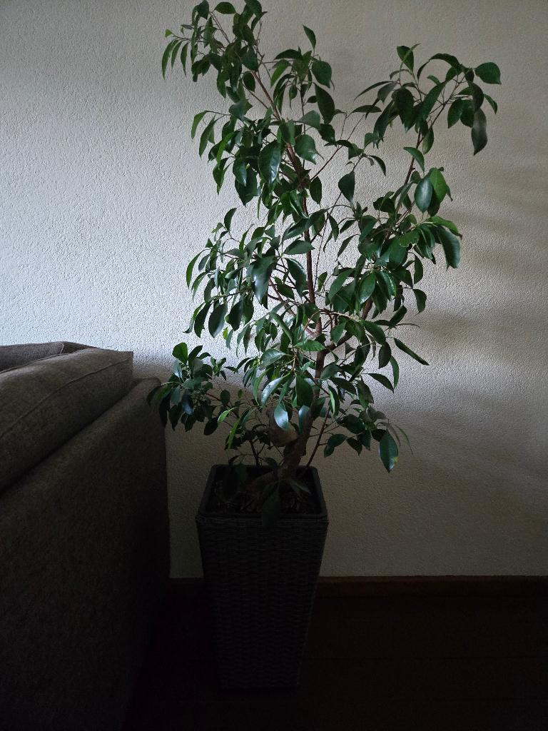 Bonsai bomen, Ophalen, Overige soorten, Volle zon