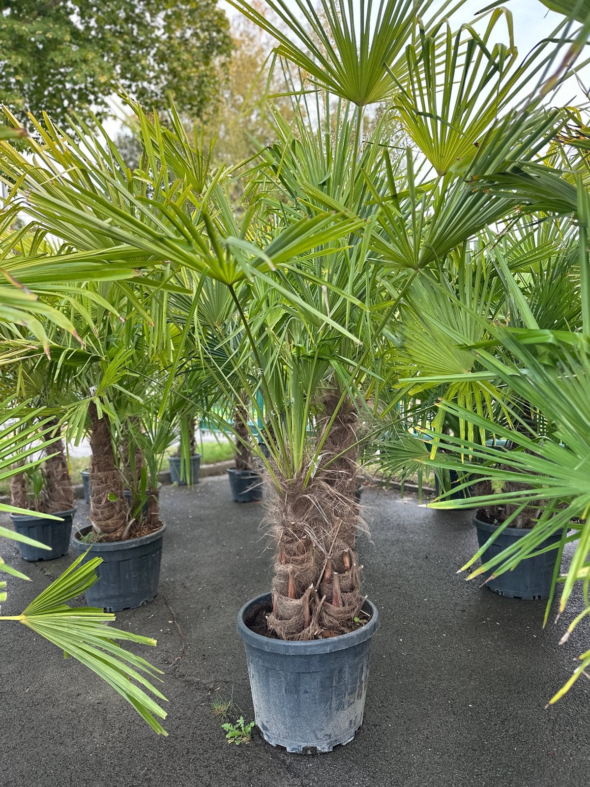 Trachycarpus Fortunei Palm - Winterharde 3 stammig, Overige soorten, Volle zon, Vaste plant, Ophalen of Verzenden