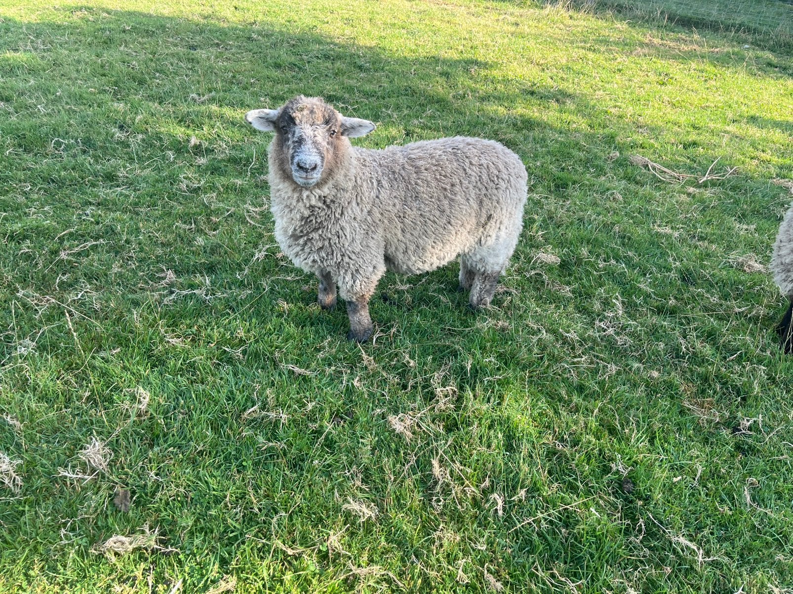 Ram lammeren, Dieren en Toebehoren, Schapen, Geiten en Varkens, Mannelijk, Schaap