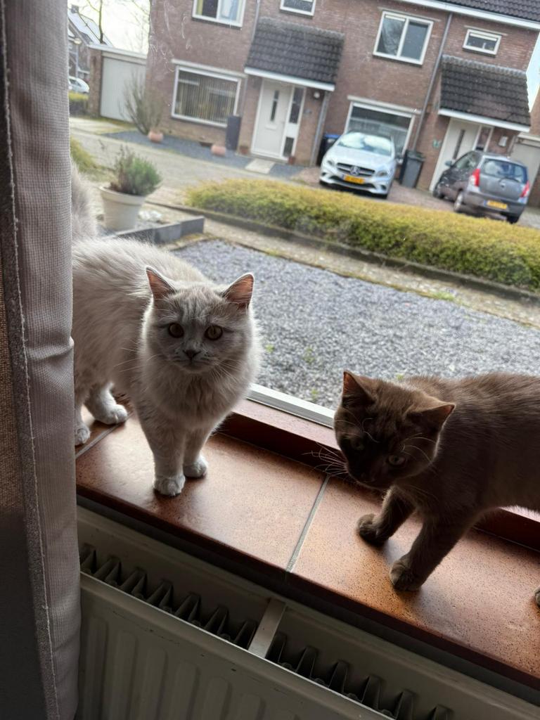 Britse korthaar en langhaar, Poes